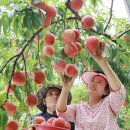 2026.7.21.화 [음성-편한길] 탐스런 복숭아가 유혹하는 걷기 좋은 원통산 자작나무숲 &amp; 봉학골 삼색길 이미지