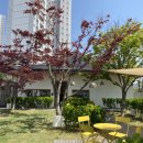 아기애견 이미지