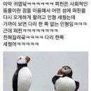 개귀여워 이미지