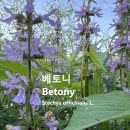 베토니 Betony 야생화를 찾아서(500) 이미지