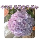 맑은샘바이오