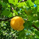 천만농장2 이미지