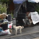 나산5일시장 이미지