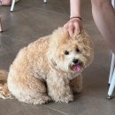 아지오펫살롱
