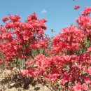 동백민박 이미지