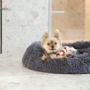 솜사탕 애견미용실 이미지