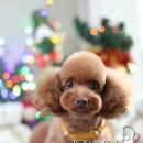 모리펫샵 이미지