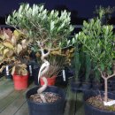 올리브나무 이미지