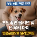 부산동부좋은이웃지역아동센터 | 부산 경남 강아지 훈련, 애견훈련소 대신 &#34;K9반려견 방문 훈련&#34; 선택한 이유는?