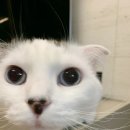 삼십팔점오 이미지