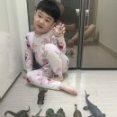 예산-71 | 어린이날 선물 추천, 컬렉타 피규어 50개 모은 아빠의 솔직 후기