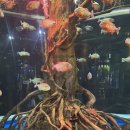 키즈노트 | 광교 아쿠아플라넷 아이와 나들이 ❤️ 키즈노트 할인으로 17,000원에 다녀온 후기!