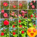 축협사거리 축산농협정문 앞 | [공지] 택배 여정 두 갈래 길에 제주 시청 주변 맛집과 인기 집