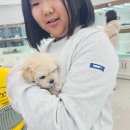 구름강아지 이미지