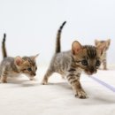 미파캐터리 이미지