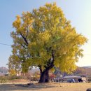 홍산객사 은행나무 이미지