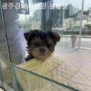 광주강아지분양 블랑펫 네이버블로그