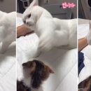 냥냥펀치 이미지