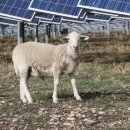 대신 태양광발전소 이미지