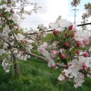 능금농장 이미지