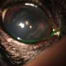 강남동물의료센터 이미지