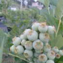 영농조합법인 나눔농장 이미지