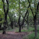 돌산배드민턴장(숲길) 이미지