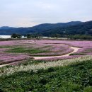 은행나무숲 주차장 부근 | 고령 다산 은행나무숲 코스모스 대단지