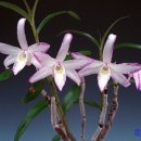 녹산농원 이미지