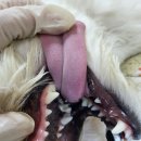 하안동물병원 이미지