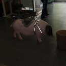 복도야지 Daum카페