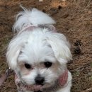 하루월남쌈 이미지