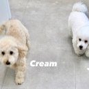 J애견미용 이미지