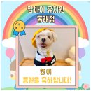 동래유치원 | 동래애견호텔 부산 동래에서 만나는 프리미엄 애견유치원 맘바이 동래점 리얼 방문 후기와 시설 총정리