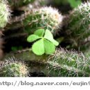 세잎클로버 이미지