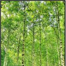 녹색화원 이미지