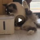 함께냥 본점 이미지