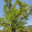 새금다정자 | 남도수묵투어_6회차(4.21-22)