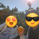 예원농장 | 제주도 여행 첫날에 하기좋은 공항근처 귤따기 체험 예원이네 귤농장 후기