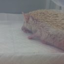 공원옆동물의료센터 이미지