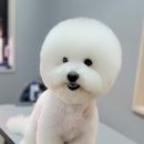 몽말순 | 친절한 전포동애견미용 몽말순에 다녀왔어요!