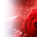 아름다운 빨간 장미꽃 (부활(정동하) - 사랑) 이미지