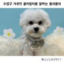 동이몽이 이미지