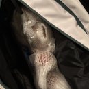 대신부화장 이미지