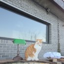 농어바위펜션 | 영흥도 하와이비치 수원 근교 가성비 감성 숙소