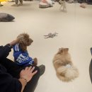 위드왈왈 | 부산 시청 왈왈랜드 모카 일상｜멍치킨 먹고 신나게 뛰어논 하루