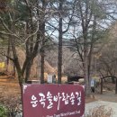 솔바람 | 원주 운곡 솔바람 숲길 맨발걷기 후기 봄 숲길 산책, 소나무 숲에서 사색한 시간