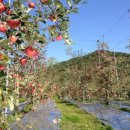 석촌농장 이미지