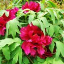 약초이야기 이미지