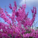 꽃 우리 이미지